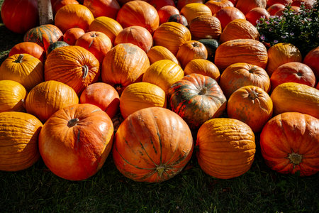 Freshly picked pumpkins lying on green grass, showcasing the vibrant colors of autumn and representing the season's bounty, harvest festivals, Halloween, and Thanksgiving celebrationsの写真素材