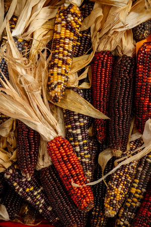 Colorful ears of Indian corn with dried husks are showcasing a rich texture and vibrant palette,...