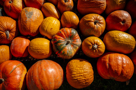 Pumpkins and gourds in various sizes and colors spread across the ground, representing the abundance of the fall season, ready for harvest celebration and festive decorationの写真素材