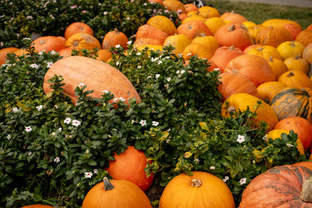 Orange pumpkins and assorted gourds arranged among green plants with small white flowers, creating a...