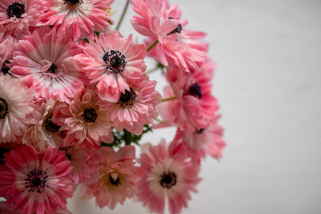 Fresh pink anemone flowers blooming with dark centers, presenting a beautiful soft floral bouquet on...