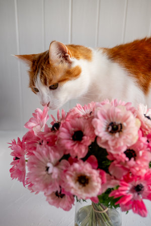 Ginger and white domestic cat curiously smelling a vibrant bouquet of pink ranunculus flowers arranged in a glass vase, highlighting pet curiosity and floral beautyの写真素材