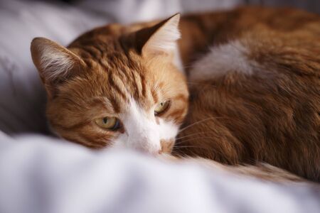 Ginger cat sleeping on the bedの写真素材