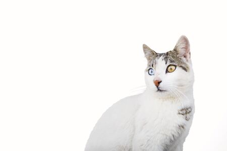 Close up portrait of a cat with heterochromia, odd eyes, on white backgroundの写真素材