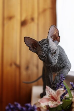 cat and flowersの写真素材