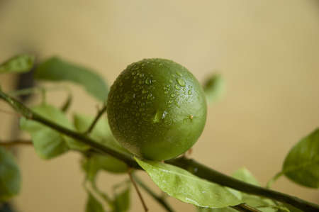 lemonの写真素材