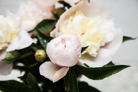 Peonies.の写真素材