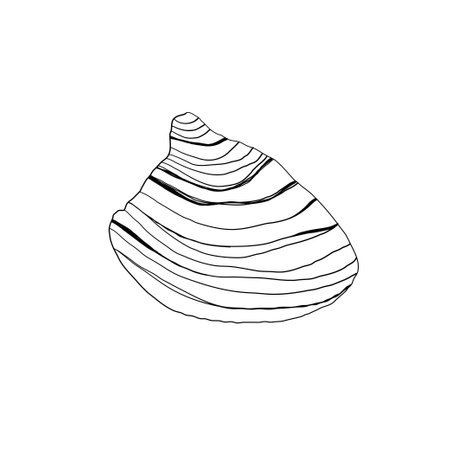 Hand drawn Vector line art illustration of sea Shell on isolated background. Drawing of Scallop and Starfish on outline style. Sketch of Cockleshell painted by black ink. Underwater fine artのイラスト素材