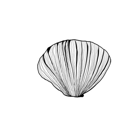 Hand drawn Vector line art illustration of sea Shell on isolated background. Drawing of Scallop and Starfish on outline style. Sketch of Cockleshell painted by black ink. Underwater fine artのイラスト素材