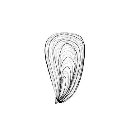 Hand drawn Vector line art illustration of sea Shell on isolated background. Drawing of Scallop and Starfish on outline style. Sketch of Cockleshell painted by black ink. Underwater fine artのイラスト素材
