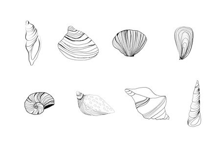 Vector Seashells line art set. Hand drawn illustration of sea Shells on isolated background. Drawing of Scallop and Starfish on outline style. Sketch of Cockleshell painted by black ink.のイラスト素材