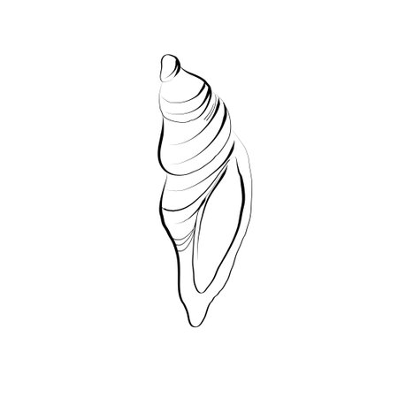 Hand drawn Vector line art illustration of sea Shell on isolated background. Drawing of Scallop and Starfish on outline style. Sketch of Cockleshell painted by black ink. Underwater fine artのイラスト素材