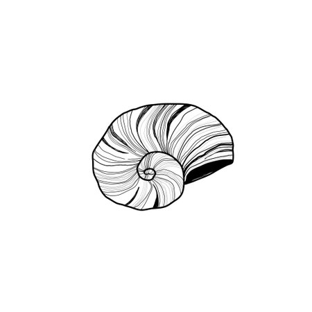 Hand drawn Vector line art illustration of sea Shell on isolated background. Drawing of Scallop and Starfish on outline style. Sketch of Cockleshell painted by black ink. Underwater fine artのイラスト素材