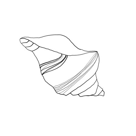 Hand drawn Vector line art illustration of sea Shell on isolated background. Drawing of Scallop and Starfish on outline style. Sketch of Cockleshell painted by black ink. Underwater fine artのイラスト素材
