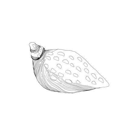 Hand drawn Vector line art illustration of sea Shell on isolated background. Drawing of Scallop and Starfish on outline style. Sketch of Cockleshell painted by black ink. Underwater fine artのイラスト素材
