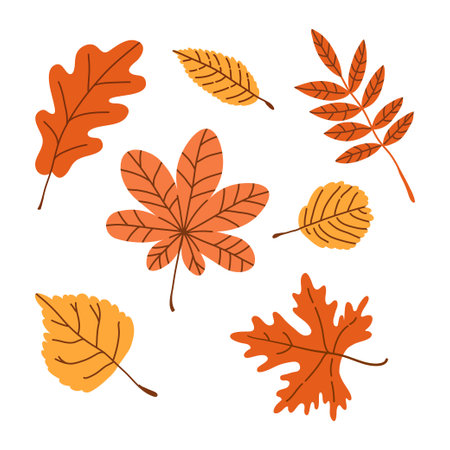 Set of autumn leaves maple, oak, birch, sycamore in various shapes and colors. Textured fall forest elements. Vector hand drawn kit illustration isolated on white background.のイラスト素材
