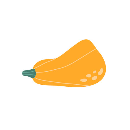 Pumpkin, autumn vegetable for Halloween. Icon of fall squash drawn in doodle style. Whole yellow autumn vegetable. Seasonal fall harvest. Hand drawn flat vector illustration isolated on white background, design elementのイラスト素材