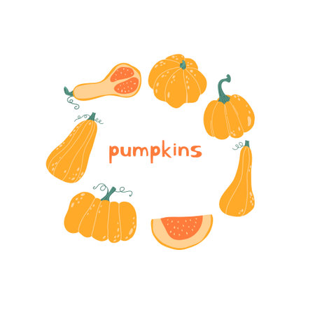 Autumn pumpkin set different shapes and sizes. Seasonal fall harvest. Halloween orange and yellow vegetables. Colored flat vector illustration isolated on white backgroundのイラスト素材