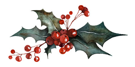 Watercolor holly berry branch with dark green leaves and red berries, on a white background. Suitable for Christmas cards, holiday decorations, winter designs, and festive stationery.の写真素材