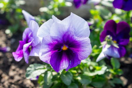Purple white pansy flower closeup in garden. Spring macro photography with soft blur background....
