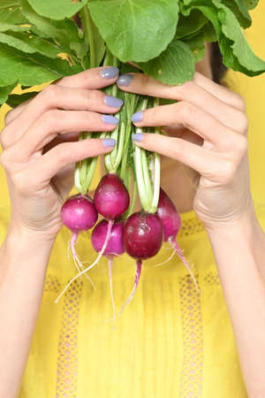 closeup of young latin woman's hands holding a bunch of ripe radishes with leaves, with yellow background and copy spaceの写真素材