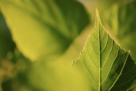Close-up of leaves with autumn tones. Background