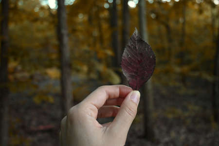 Close-up of woman's hand holding fallen leafの写真素材