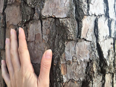 Close-up of woman's hand on tree trunk, autumn conceptの写真素材