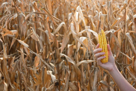 Woman's hand holding corn cob, cornfield in background