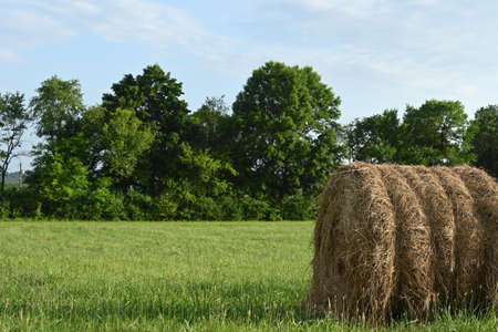 Horizontal front view of meadow, trees behind, farm concept, with copy spaceの写真素材