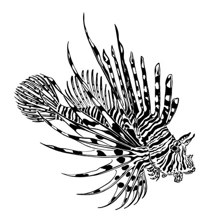 The red lionfish or pterois volitans drawn by black ink. Vector illustrationのイラスト素材