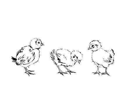 Three chicks hand-drawn with black ink and brush. Isolated on whiteのイラスト素材