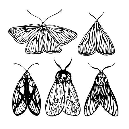 A set of 5 moths. Black and white vector illustration drawn with black ink.のイラスト素材