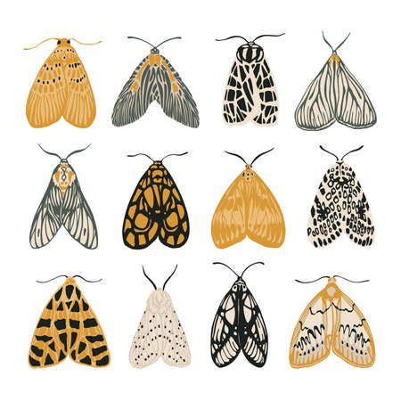 Set of 12 colored moths. Vector illustrationのイラスト素材