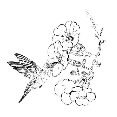 A hummingbird flies up to a flower. Engraving style. Black ink brush texture. Black and white.のイラスト素材