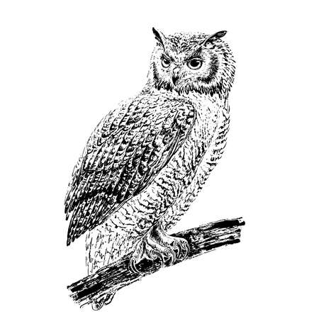 Owl on a branch. Engraving style. Black ink brush texture. Black and white.のイラスト素材
