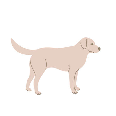 Labrador in colored flat style. For logo, icons, emblems, template, badges. Vector illustrationのイラスト素材