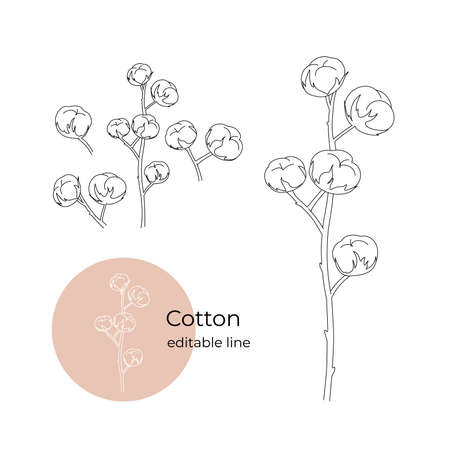 Cotton plant drawn in a minimalistic style by line. Part of the collection of dried flowers. Editable line.のイラスト素材
