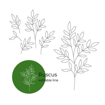 Ruscus plant drawn in a minimalistic style by line. Part of the collection of dried flowers. Editable line.のイラスト素材