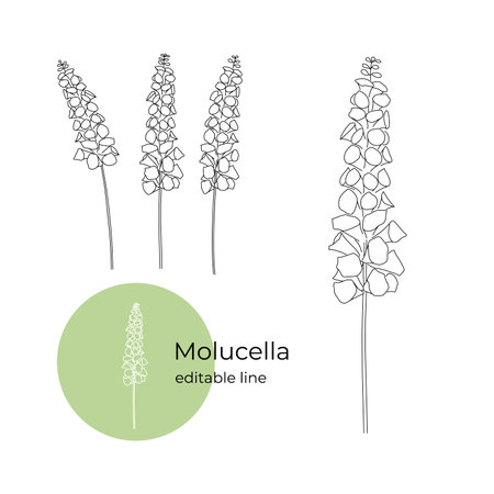 Moluccella flower drawn in a minimalistic style by line. Part of the collection of dried flowers. Editable line.のイラスト素材