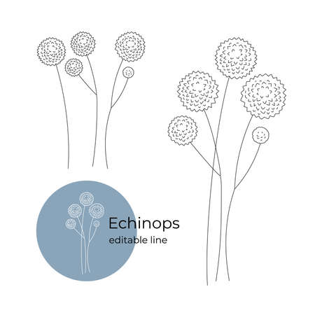 Echinops plant drawn in a minimalistic style by line. Part of the collection of dried flowers. Editable line.のイラスト素材
