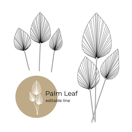 Palm leaf plant drawn in a minimalistic style by line. Part of the collection of dried flowers. Editable line.のイラスト素材