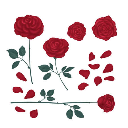 Set of drawn roses bright red colorの写真素材