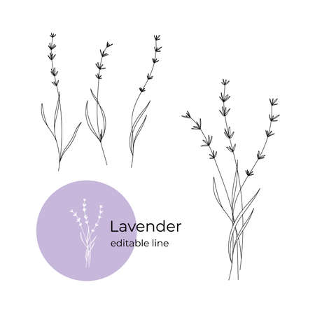 Lavender flower drawn in a minimalistic style by line. Part of the collection of dried flowers. Editable line.のイラスト素材