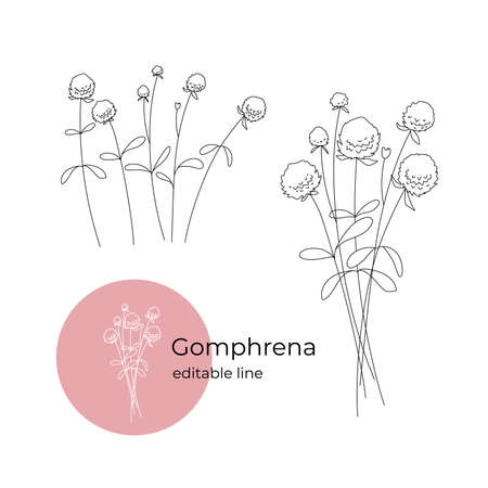 Gomphrena flower drawn in a minimalistic style with a line. Part of the collection of dried flowers. Editable line.のイラスト素材