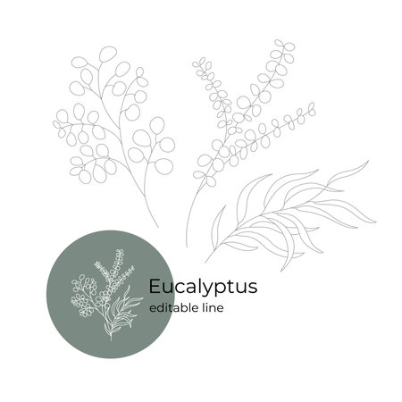 Eucalyptus three branches drawn in a minimalistic style with a line. Part of the collection of dried flowers. Editable line.のイラスト素材