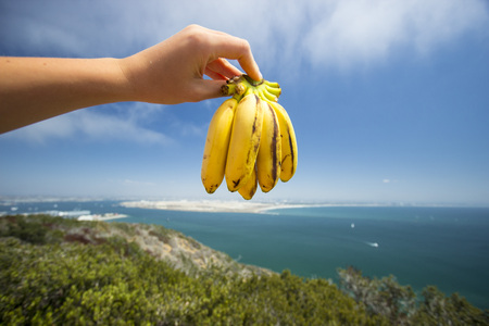 Sunny bananasの写真素材