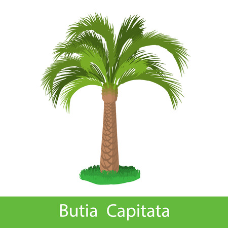 Butia Capitata cartoon tree. Single illustration on a white backgroundのイラスト素材