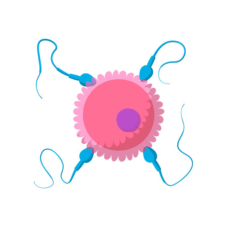 Sperm cells and human egg cartoon icon on a white backgroundのイラスト素材