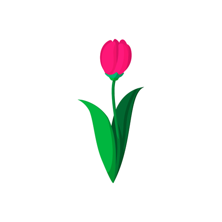 Pink tulip cartoon icon on a white backgroundのイラスト素材